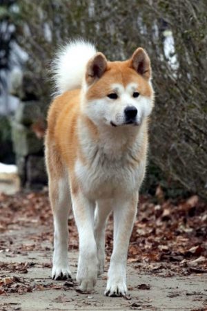 Hachiko Chú Chó Trung Thành